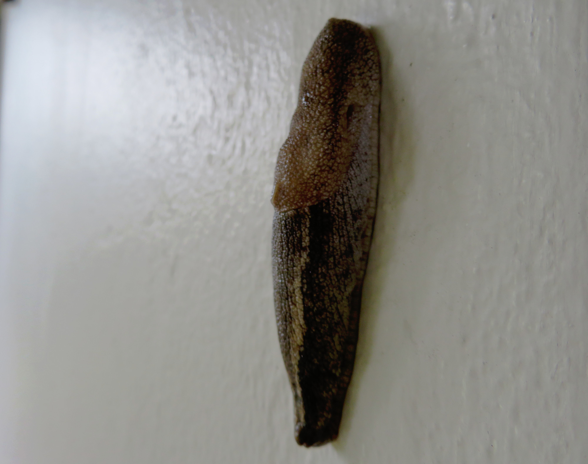 5954-GreenhouseSlug.JPG