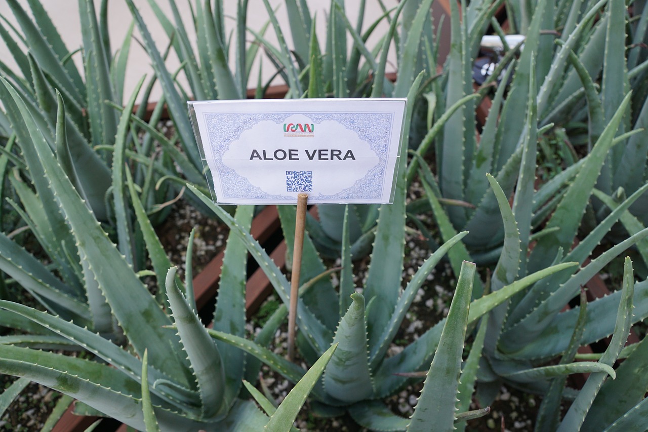 aloe-vera-920346_1280.jpg