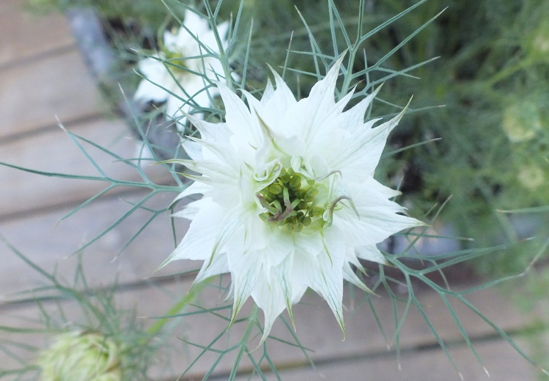 212-Nigella-140115b.jpg