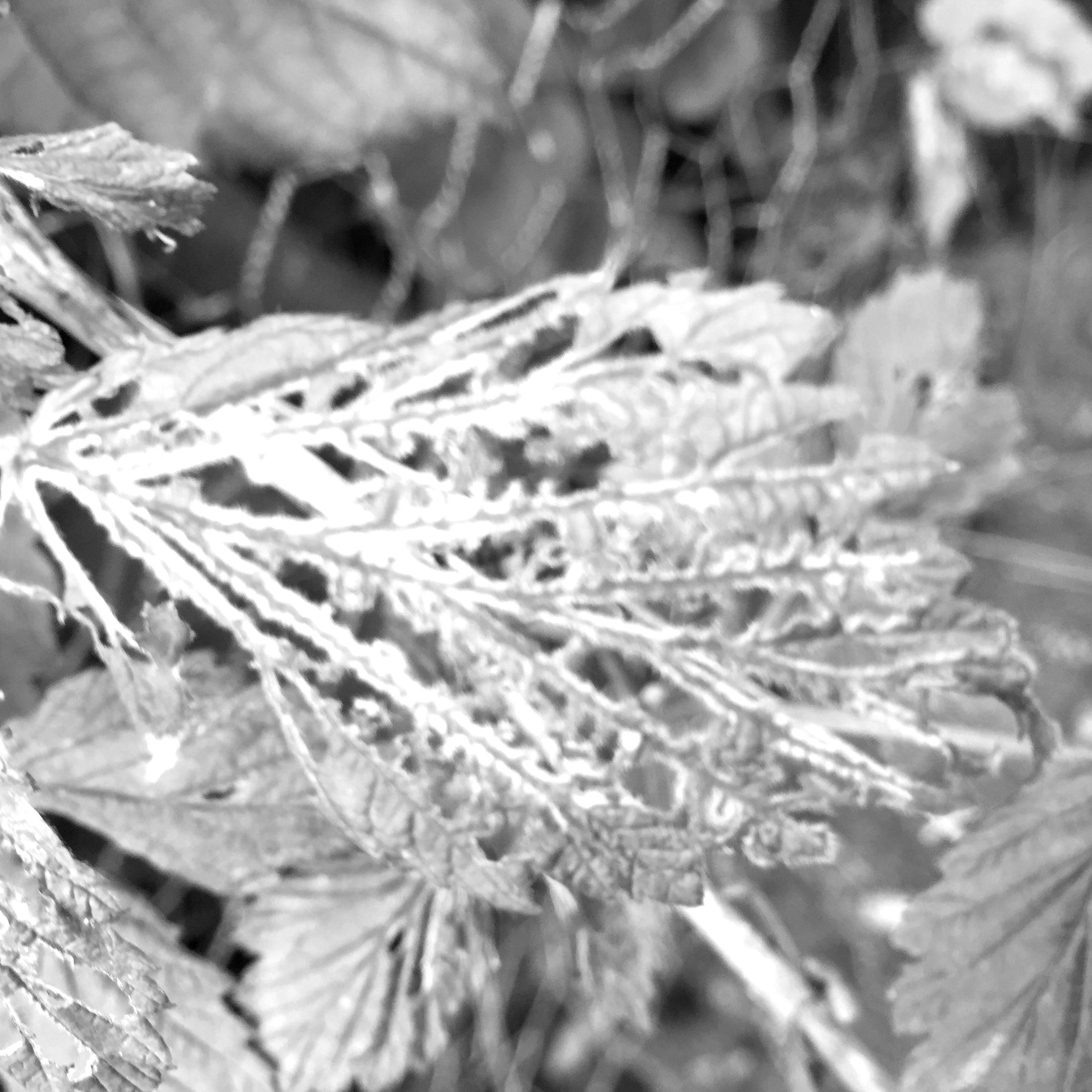 IMG7555bw.JPG