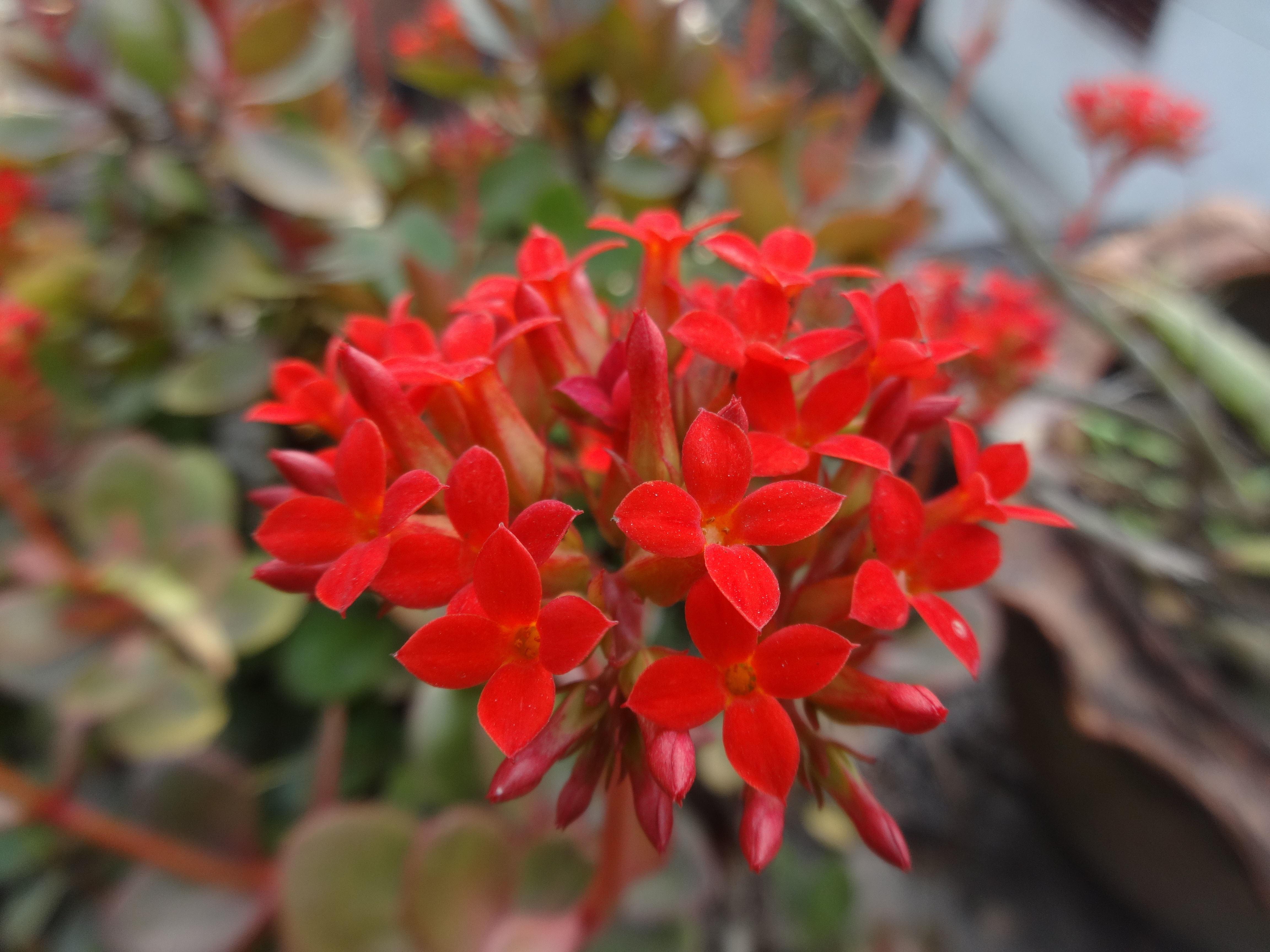 DSC02897.JPG