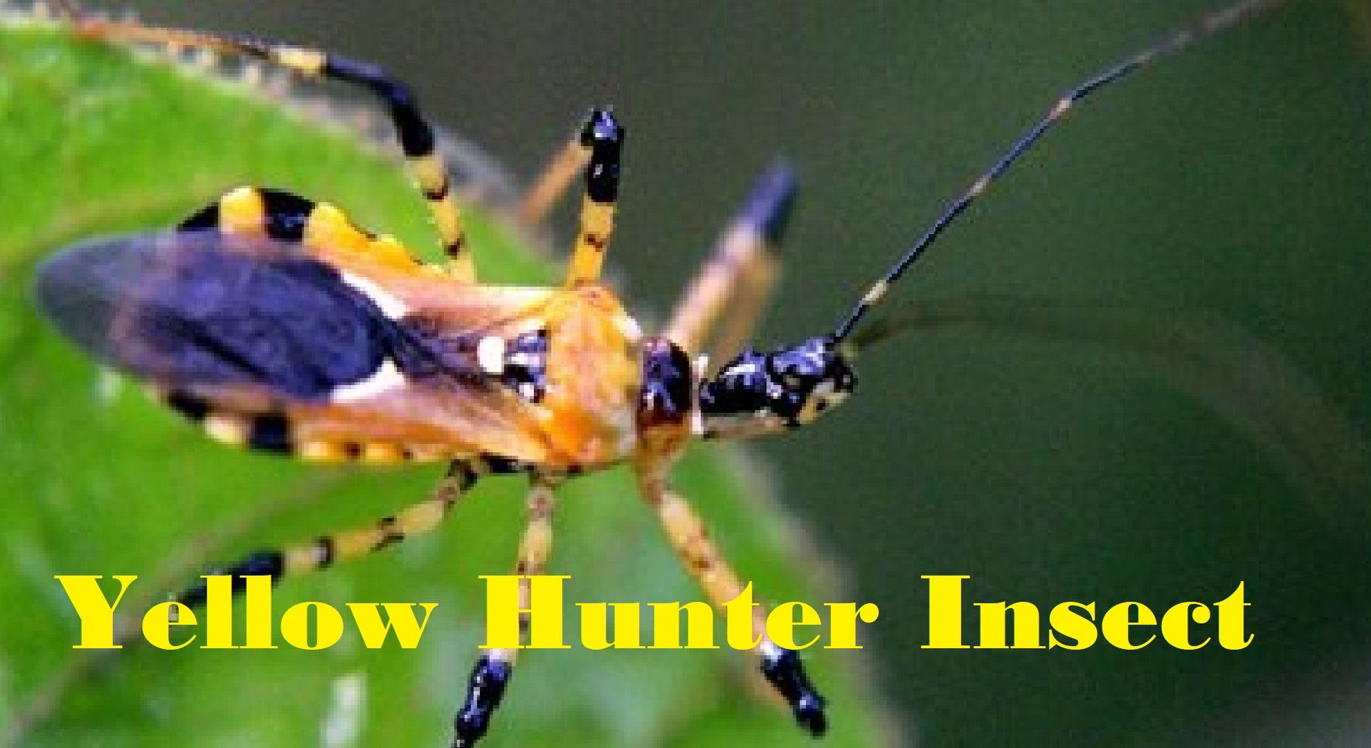 DISCOVERY VIDEO | Yellow Hunter Insect in Aceh Forest ...