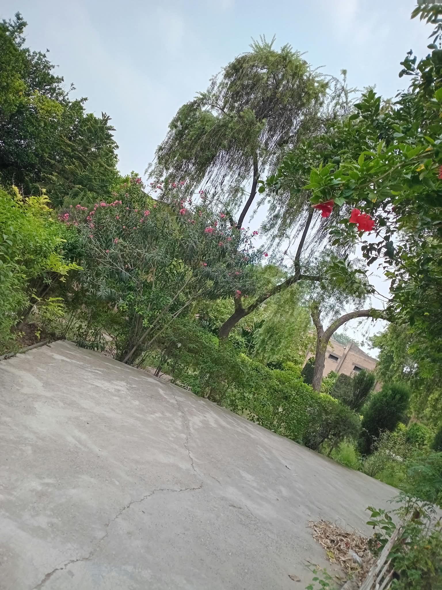 my fav greenery pic .jpeg