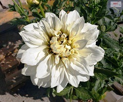Flor+.jpg