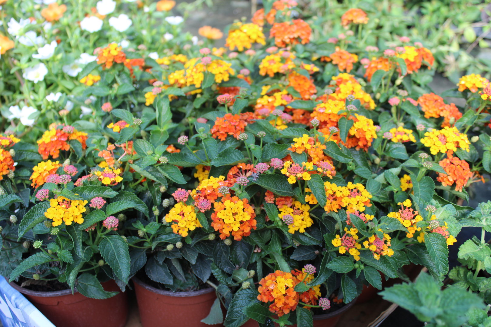 lantana_camara_orange.JPG