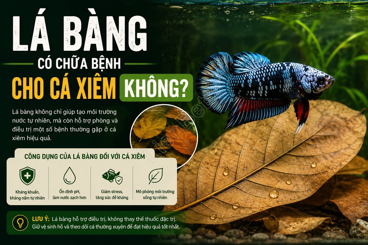 does-indian-almond-leaf-cure-betta-fish-diseases (1).jpg