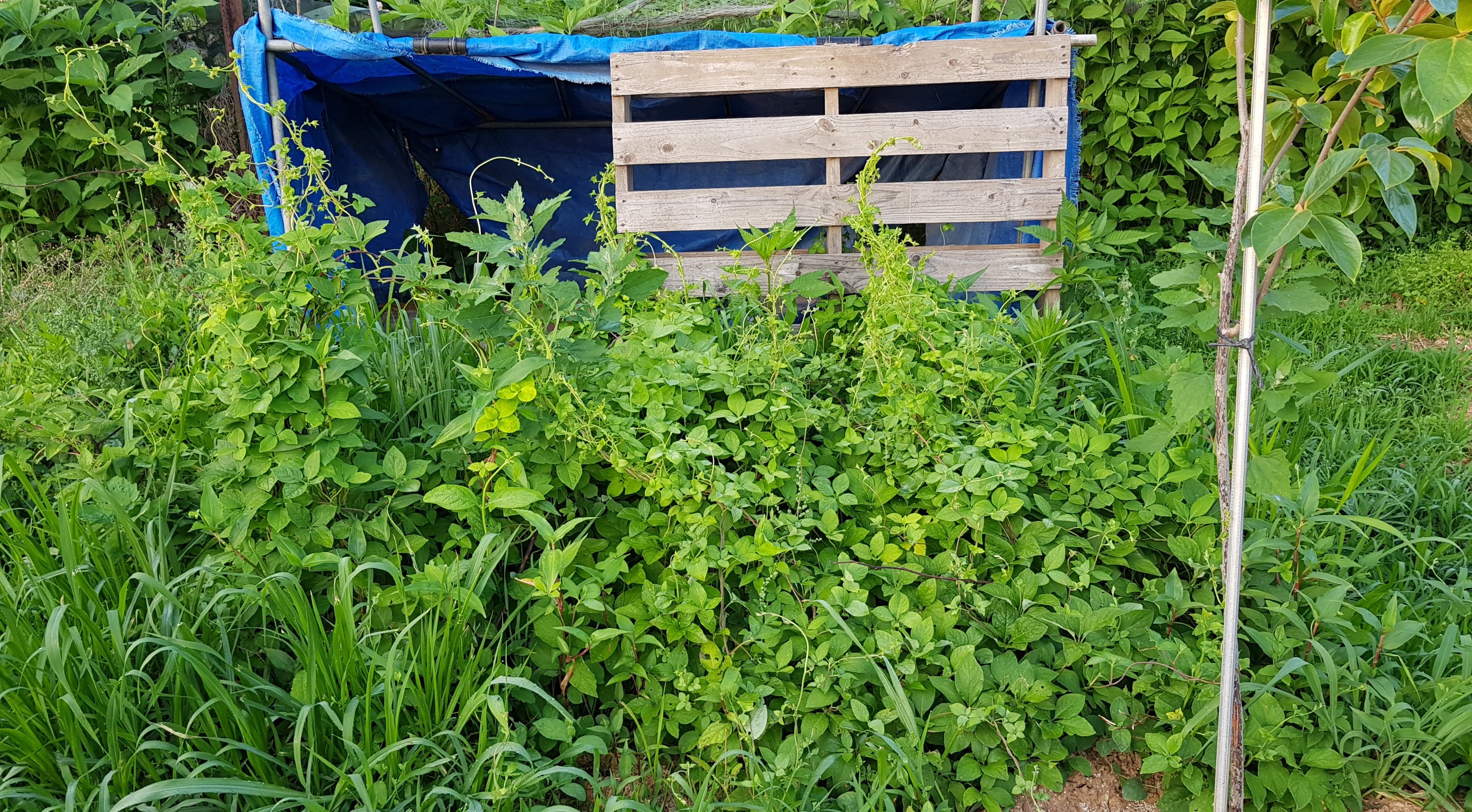 20190619_021246.jpg