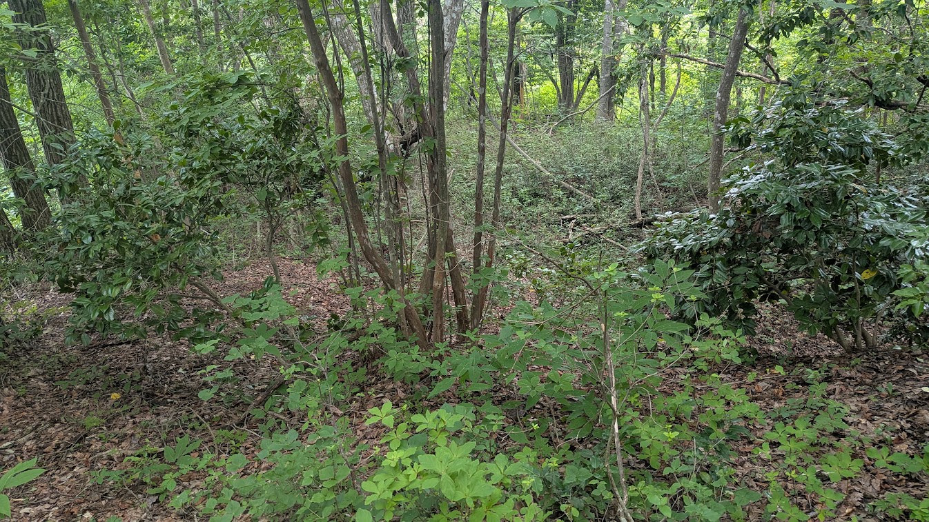 PXL_20260704_000011420.jpg