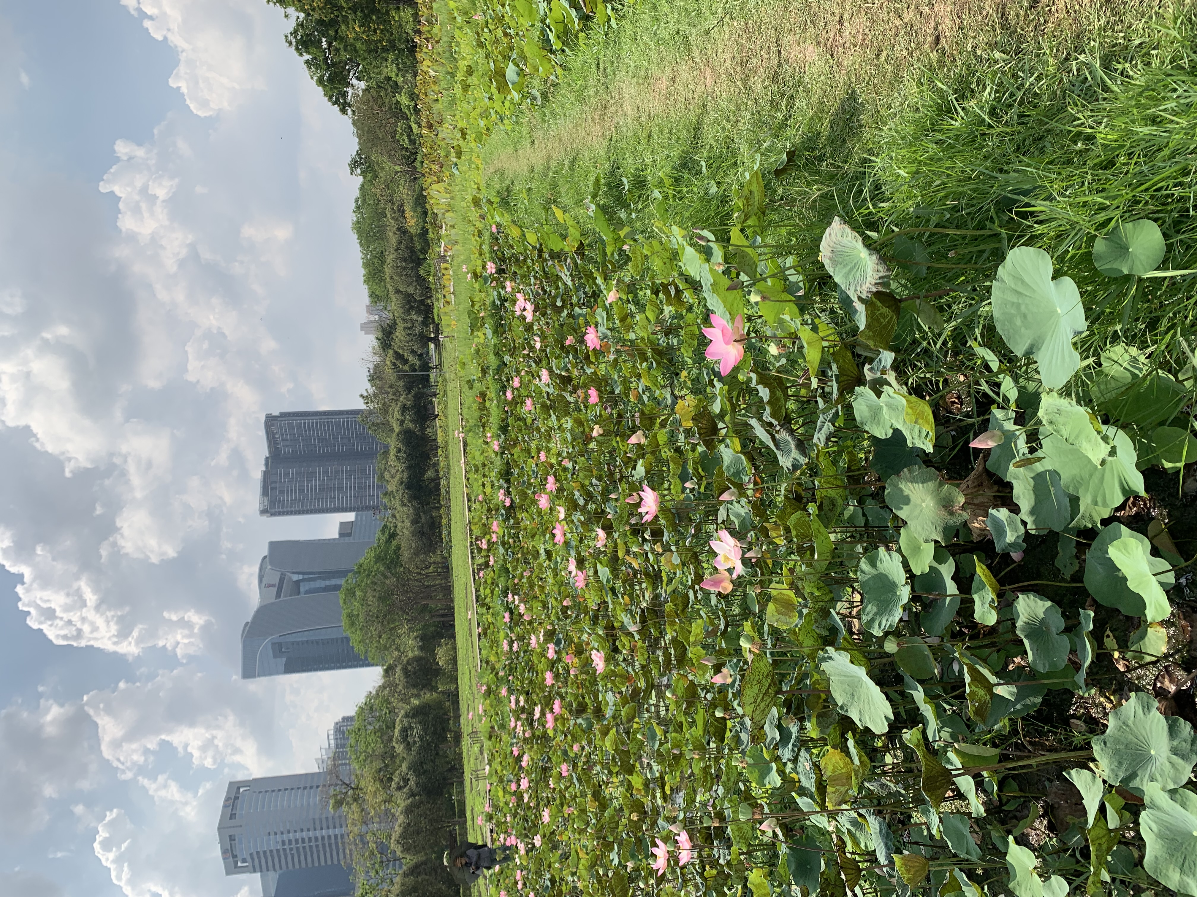 Lotus Pond5.jpg
