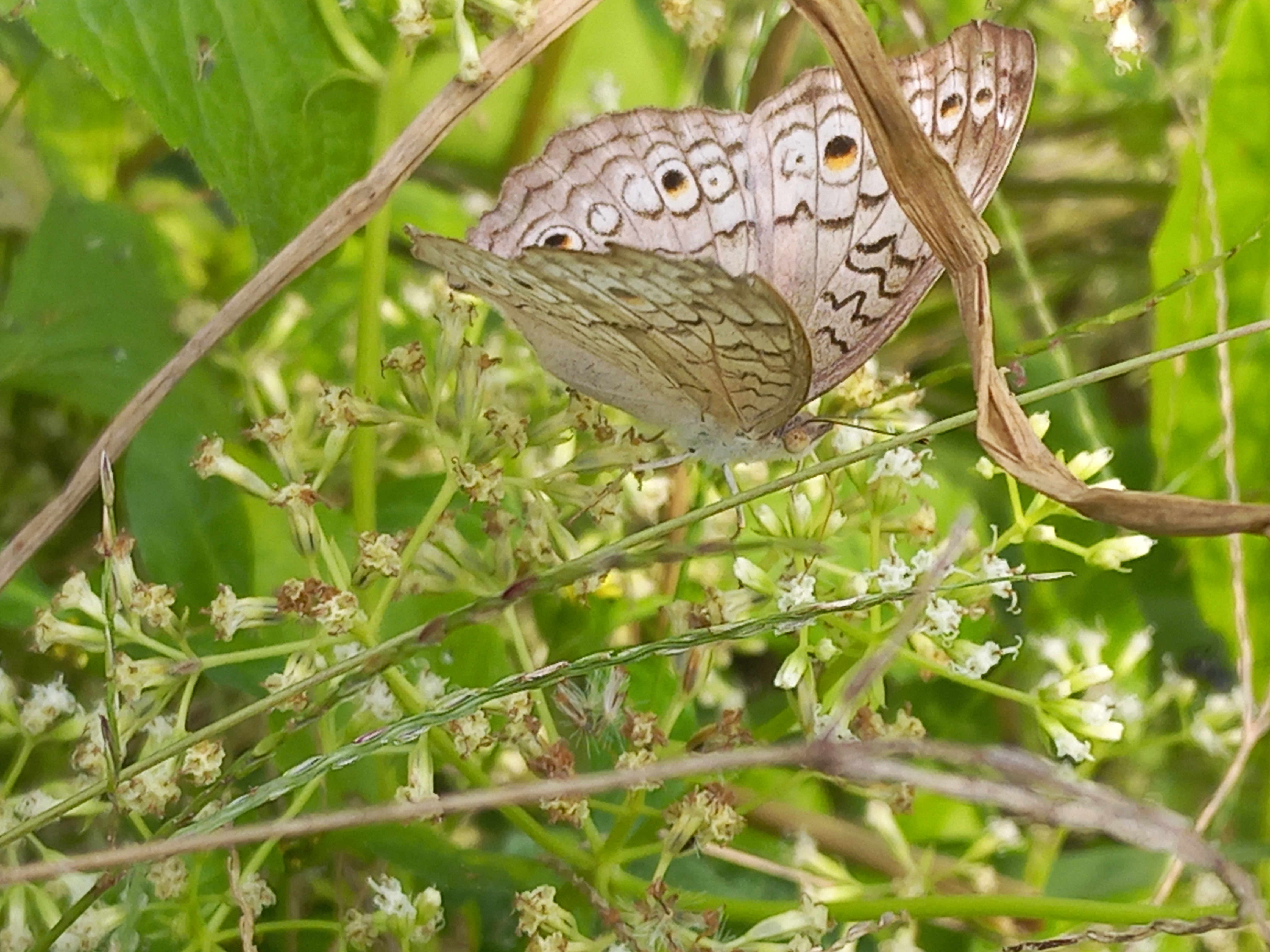 Butterfly photography