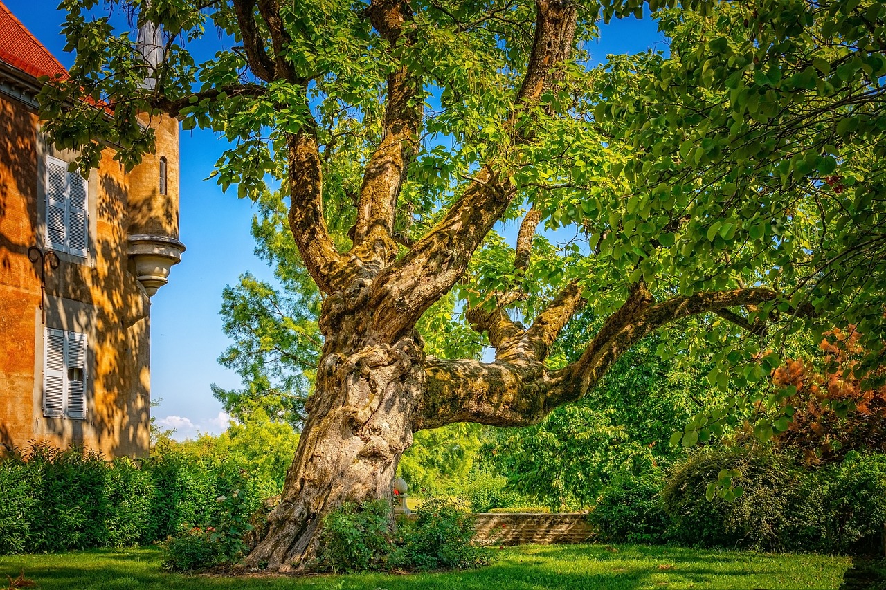 tree-3597671_1280.jpg