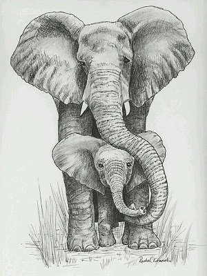 Dibujos-de-elefantes-a-lápiz-5.jpg