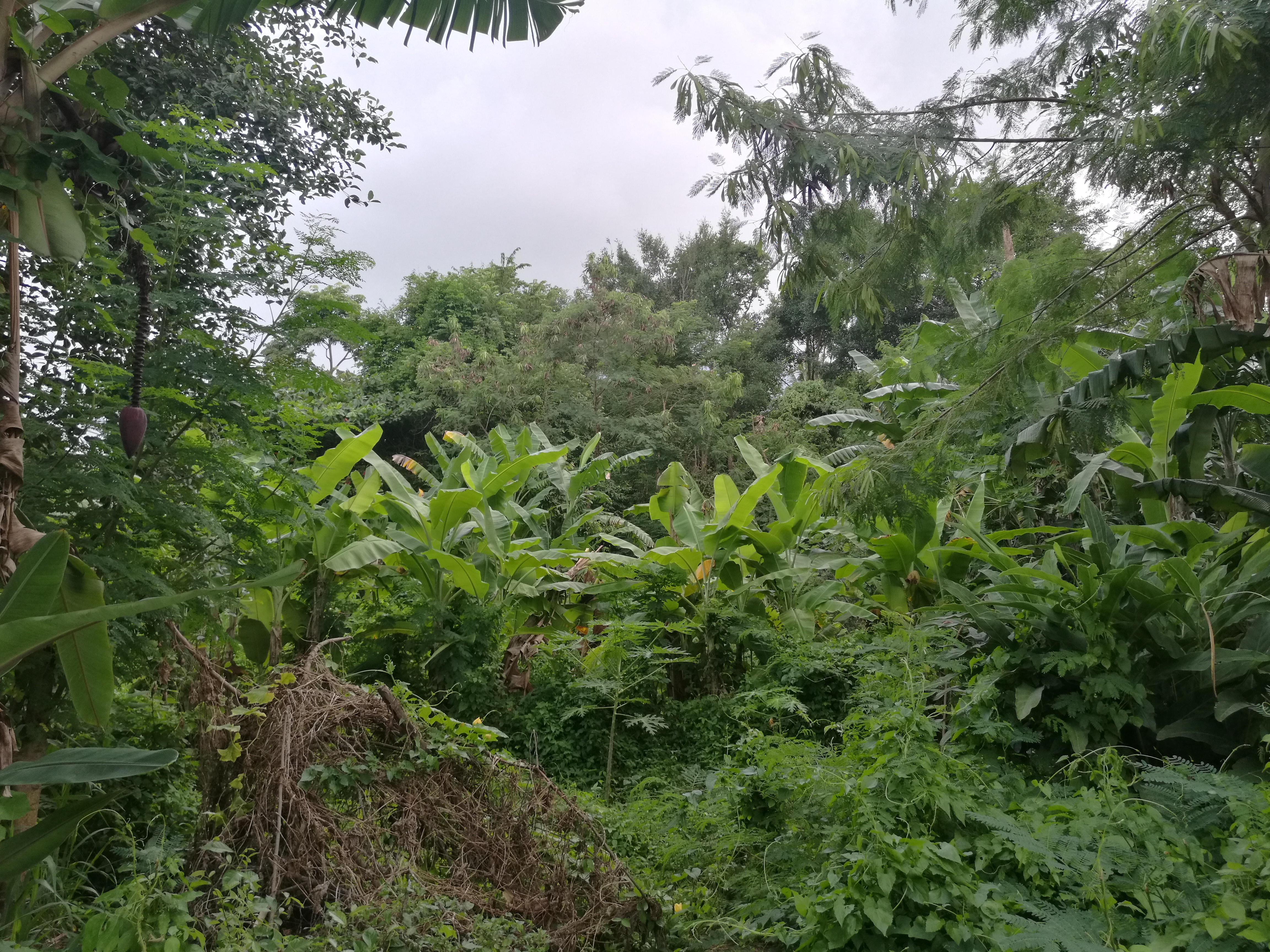Natur2.jpg