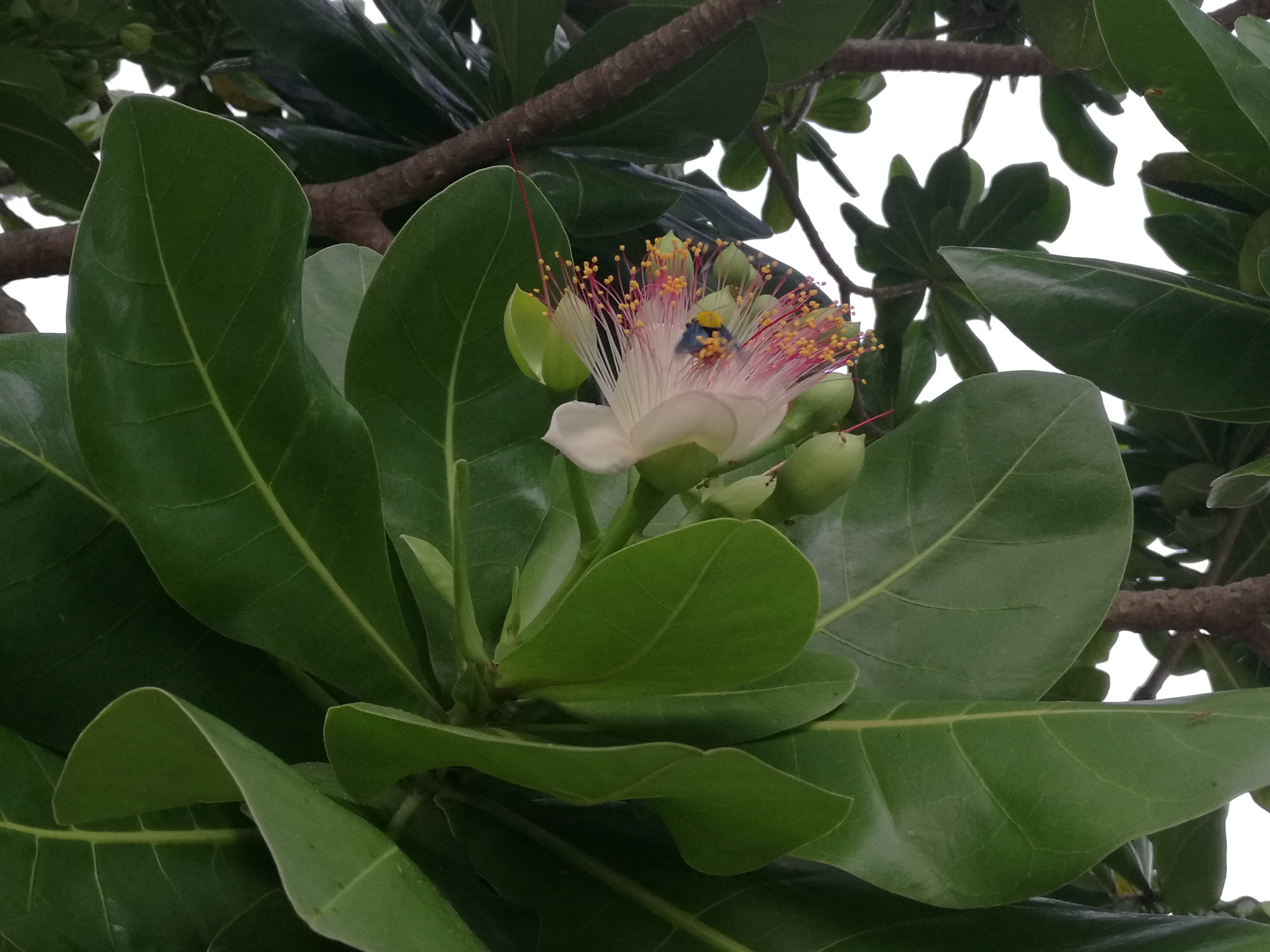 Blüte.jpg