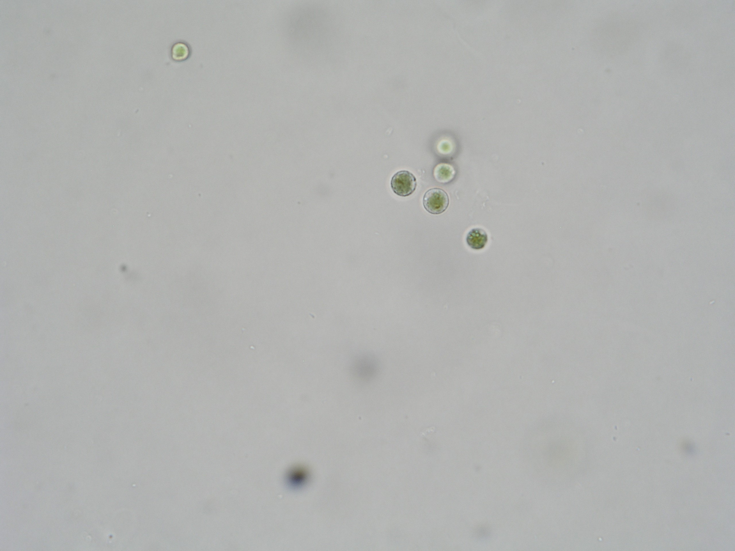Porphyridium sordidum.jpg