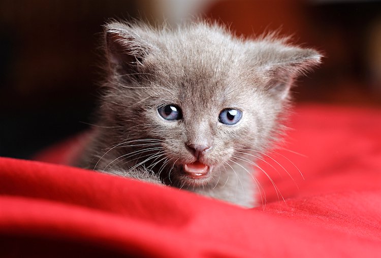 Russian-Blue-cat-2.jpg