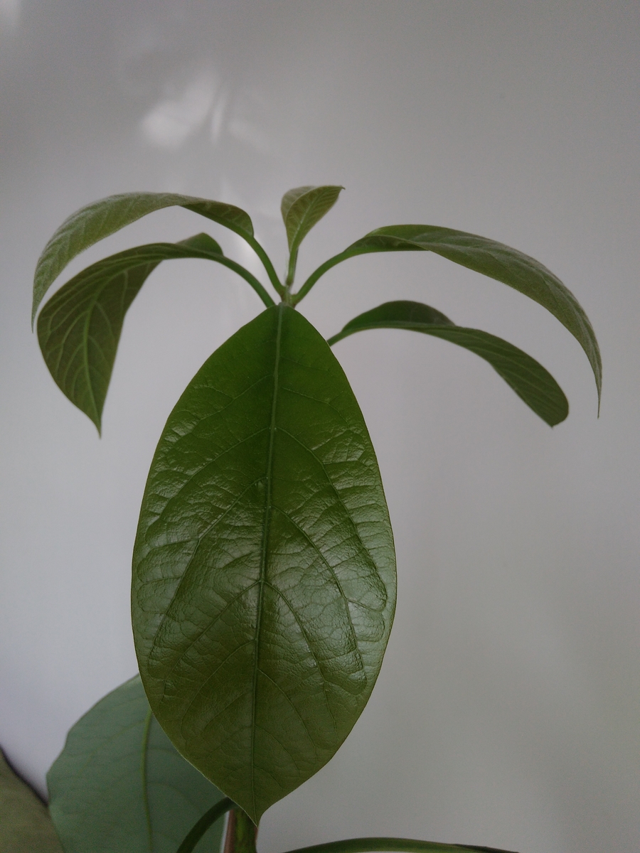 Awokado-Aguacate (2).jpg