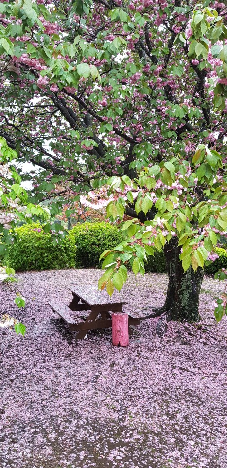 KakaoTalk_Photo_2019-04-24-10-00-08.jpeg