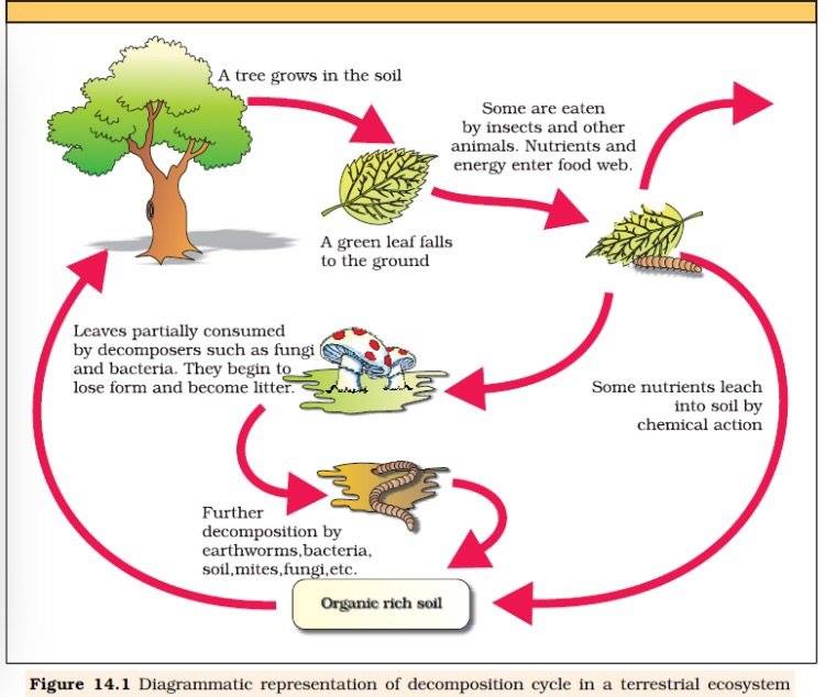 Economic Importance of Earthworms