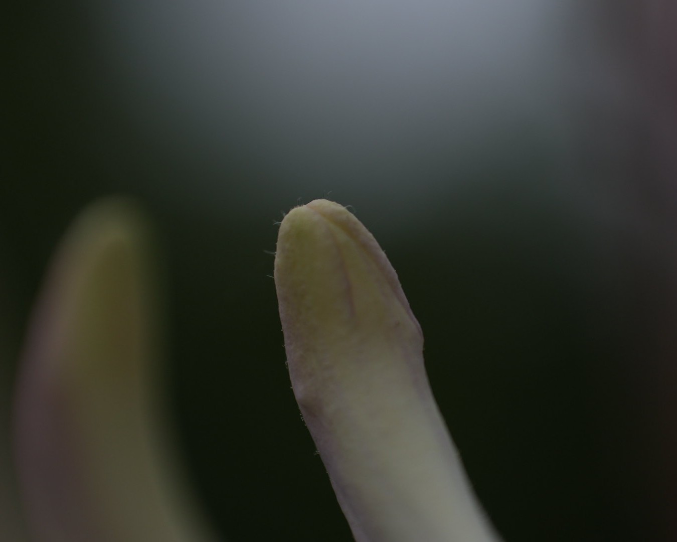 DSC07763.jpg