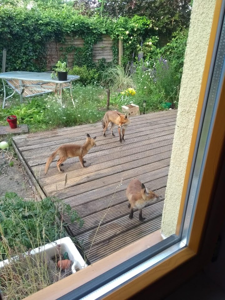 Foxes