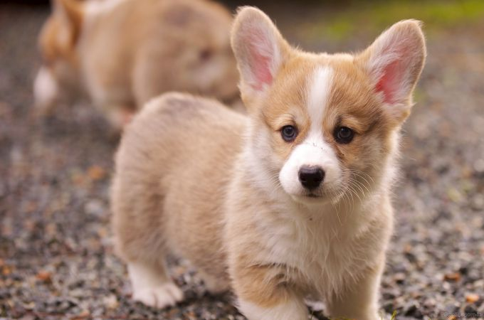 best small hypoallergenic dogs