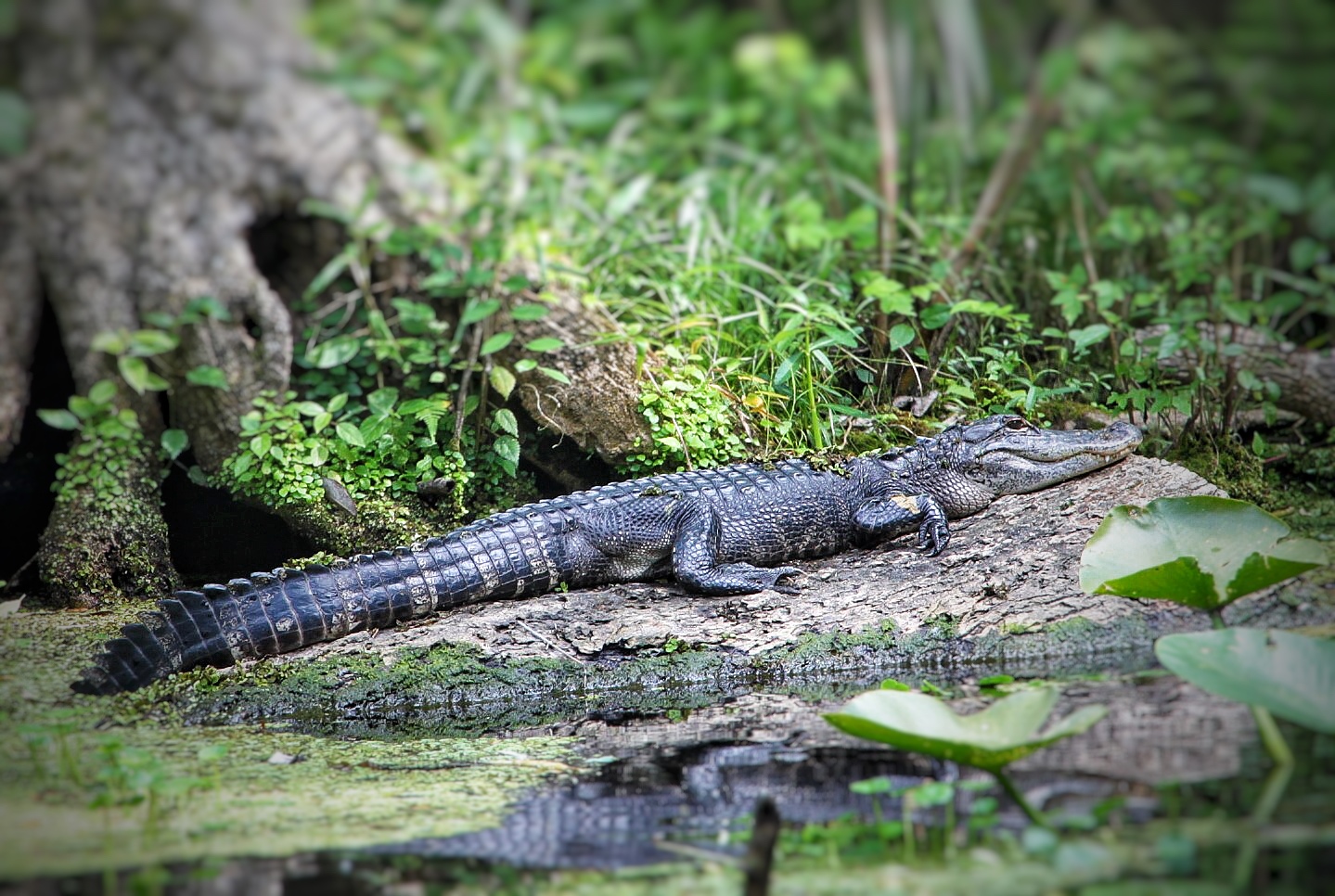 #145 Alligators 🐊 | 🇺🇸 美洲短吻鳄大放送～