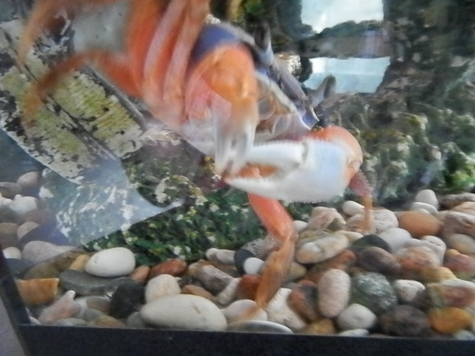 Krab_v_akvariume.JPG