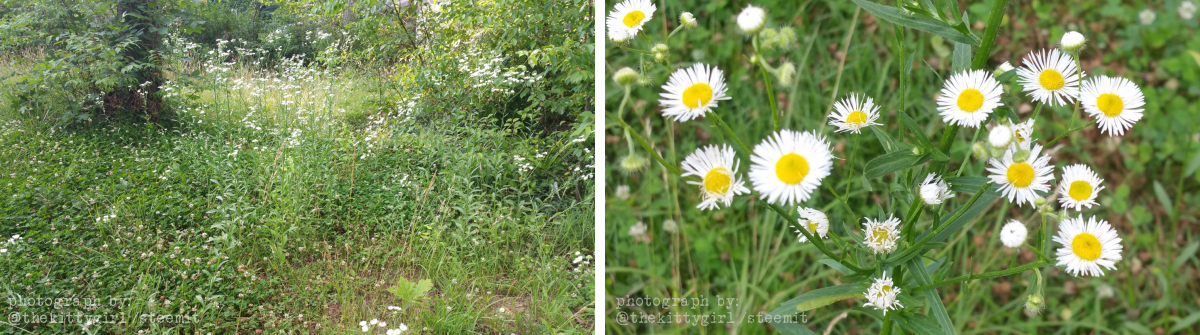 Fleabane-2.png