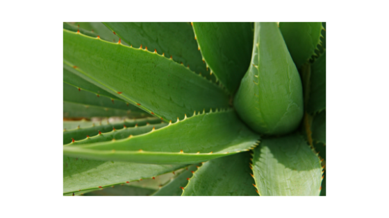 aloe vera 2.png