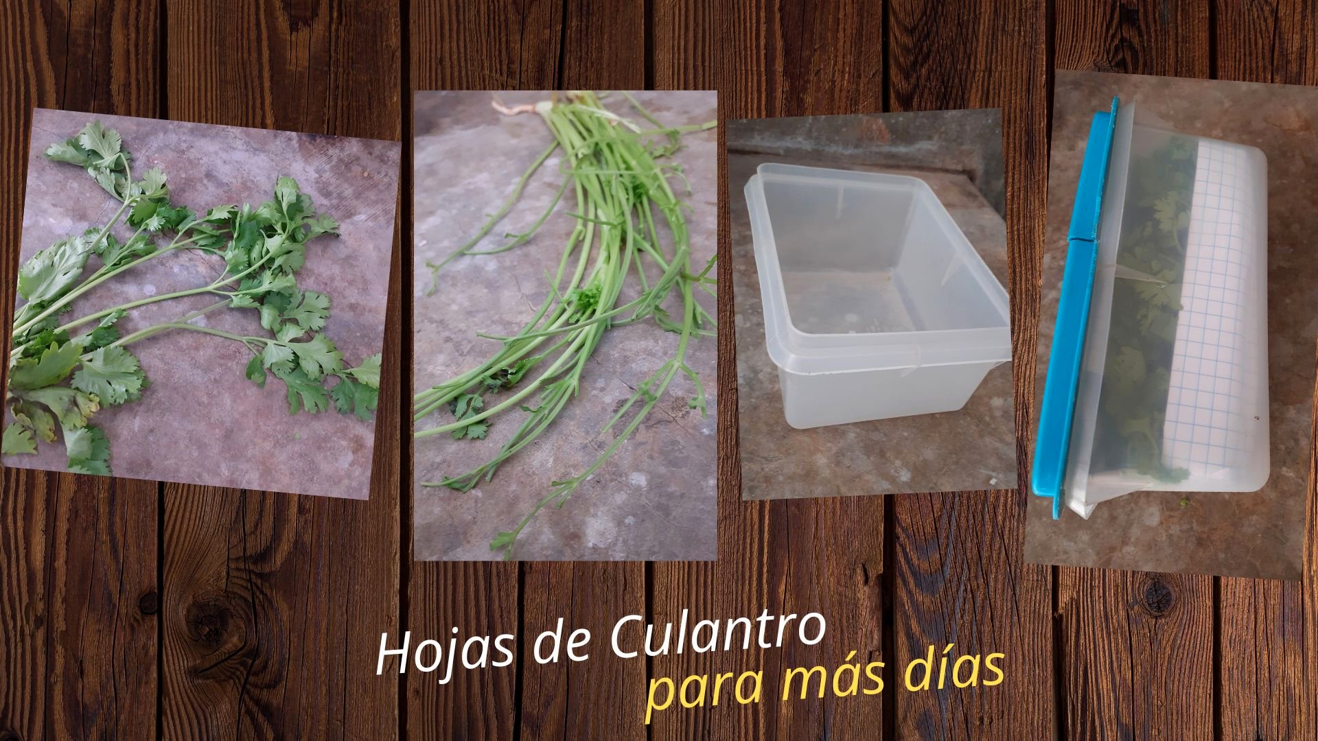 Conserva culantro por más días_Huarancca Diana_2024_steemit_life.jpg