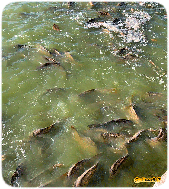 Carpa1.png