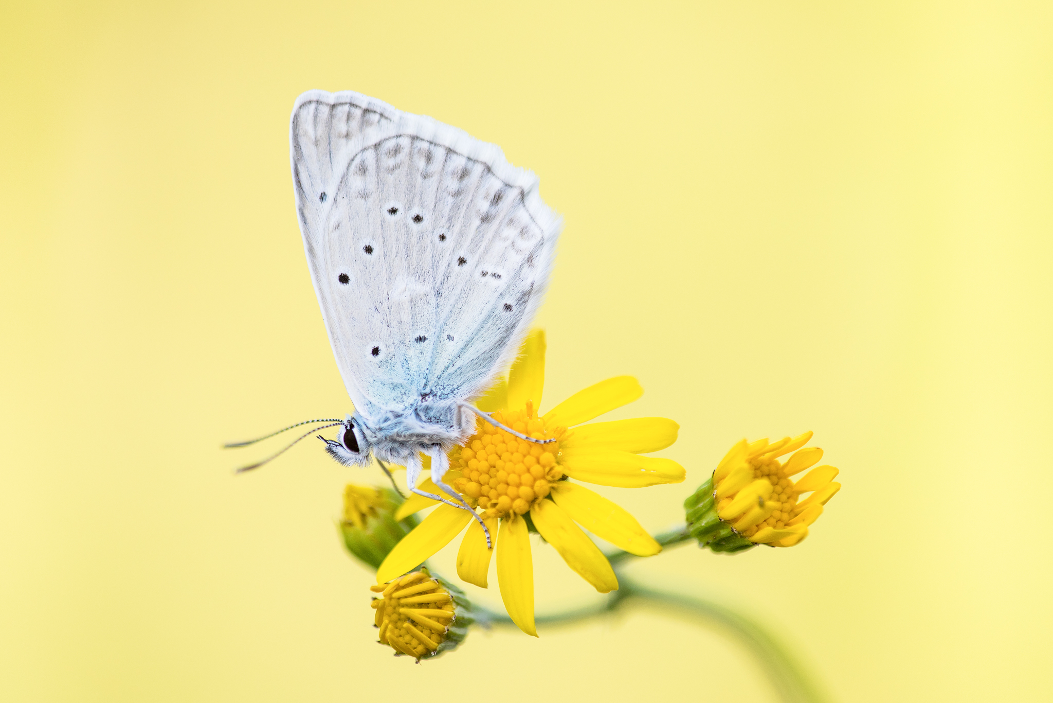 Zahnflügel-Bläuling (Polyommatus daphnis)_CI4A0993-BF.jpg