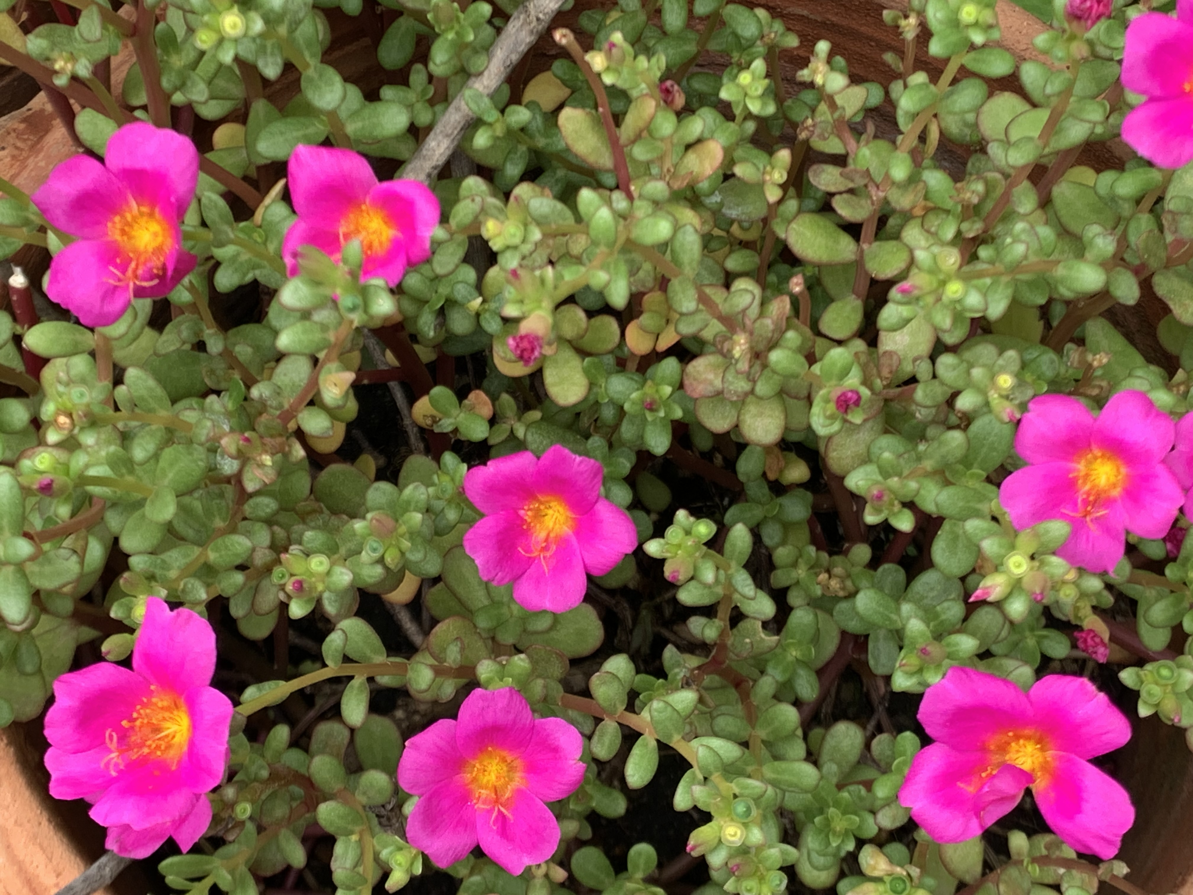 my little garden17.jpg
