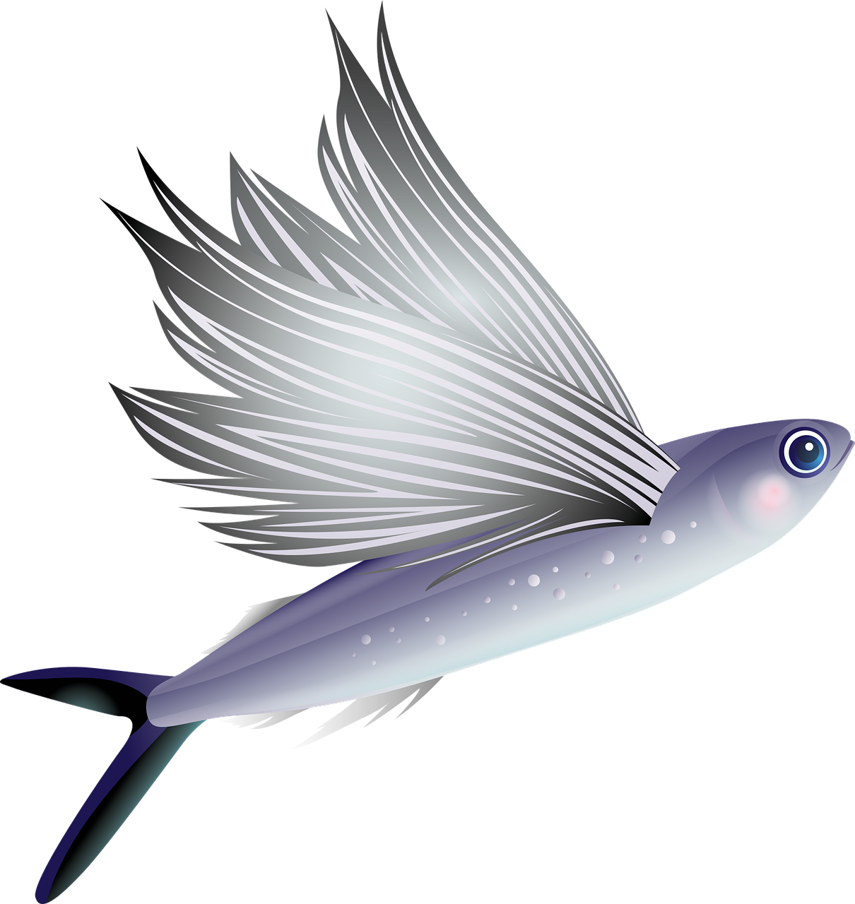 Flying fish. Cheilopogon melanurus. Летучая рыба. Летающая рыба. Рыба с крыльями.