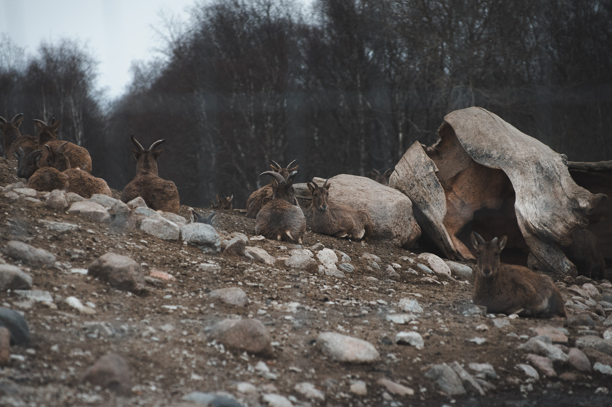 0099IMGP1107ccMarch 02, 2019.jpg