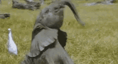 hati.gif