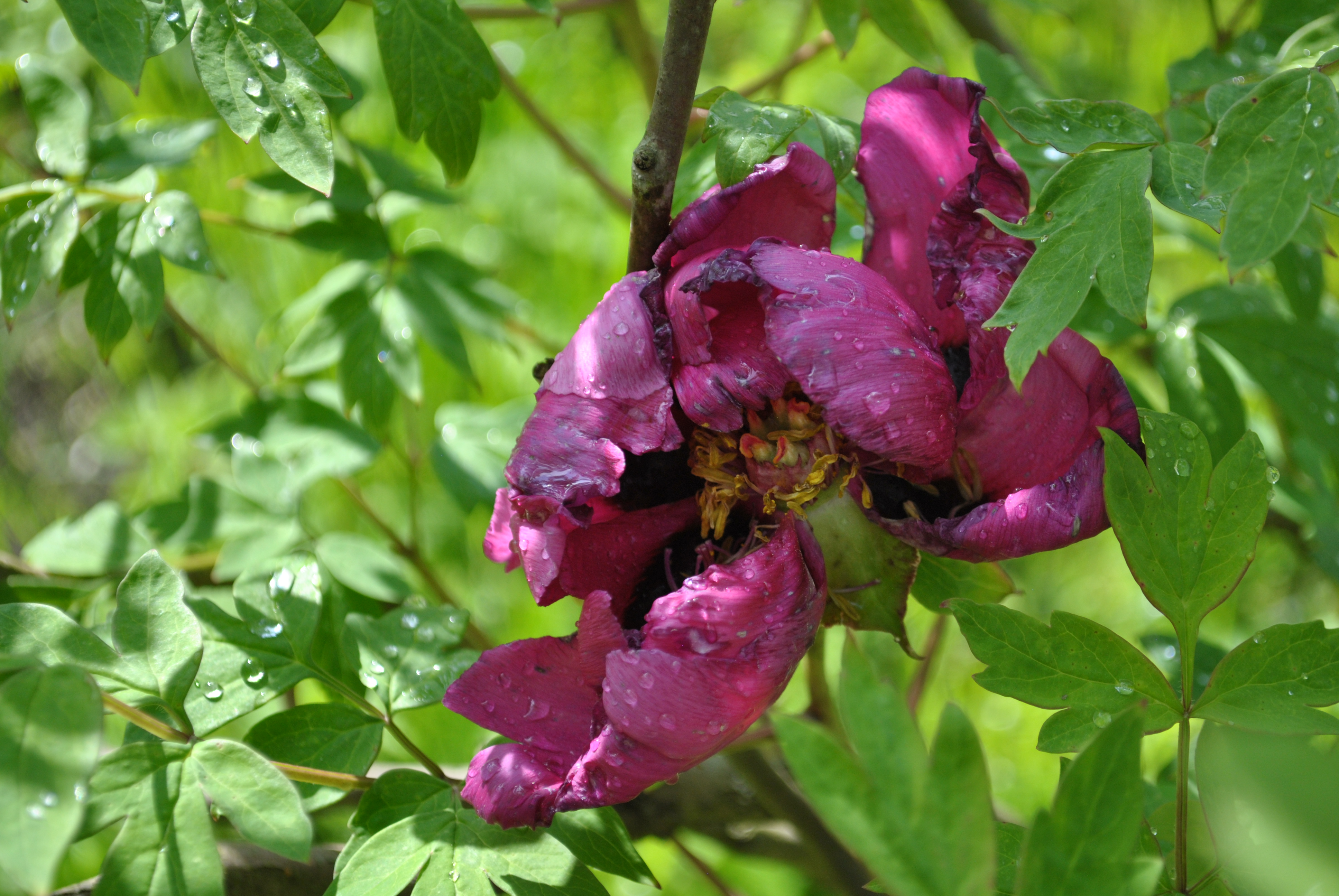 DSC_0910.JPG