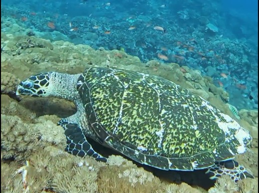 turtle 1.jpg