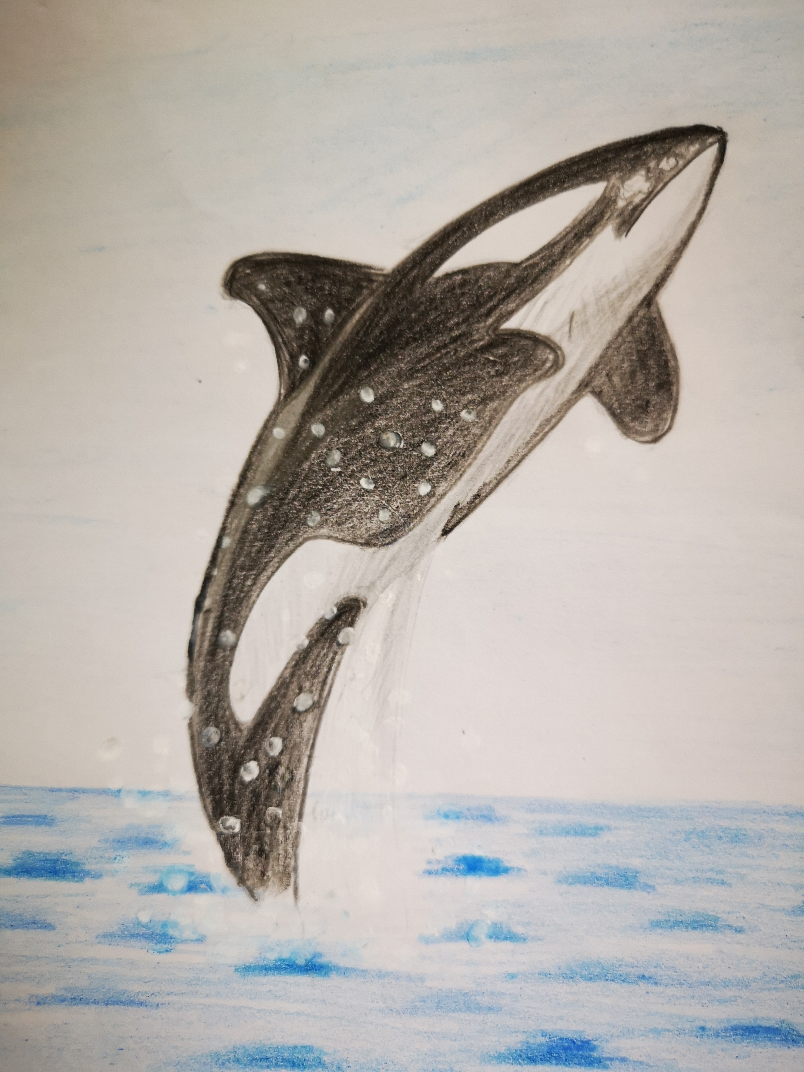 虎鲸 | Wife's Drawing Practice