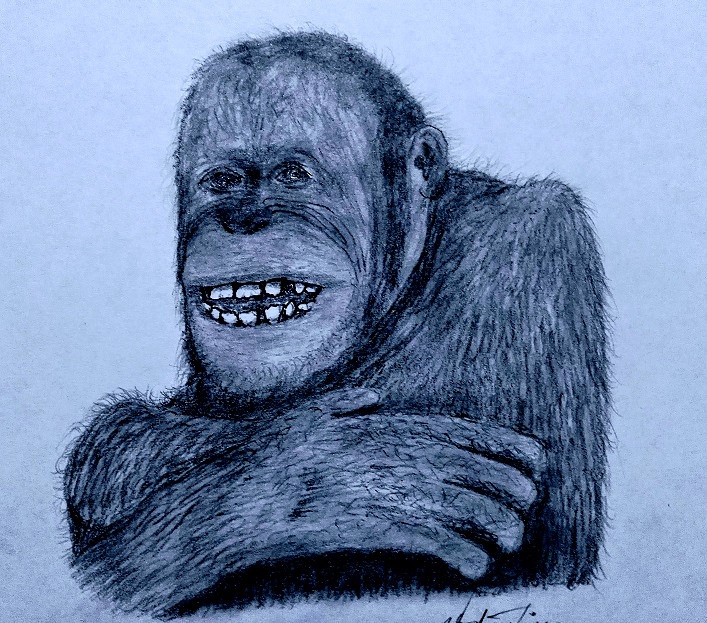 orangutan def(1).jpg