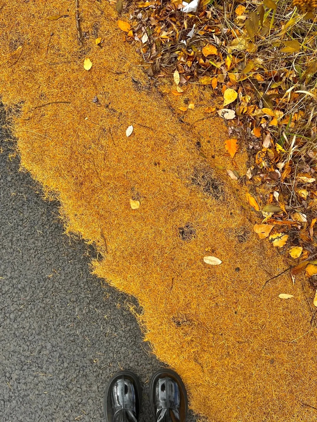 阿尔山的秋天🍂,今年中秋我还要去二刷_5_Explorer_来自小红书网页版.jpg