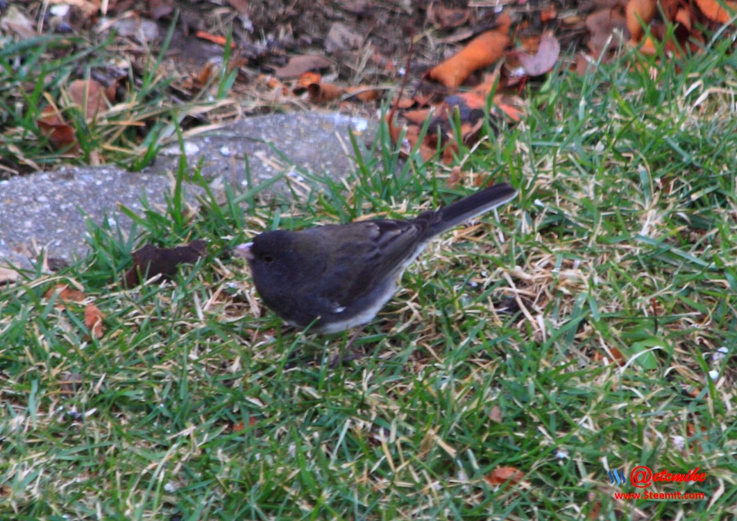 Dark-eyed Junco PFW02_0002.JPG