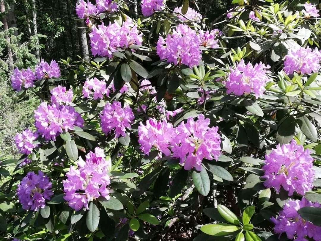 Finland in bloom