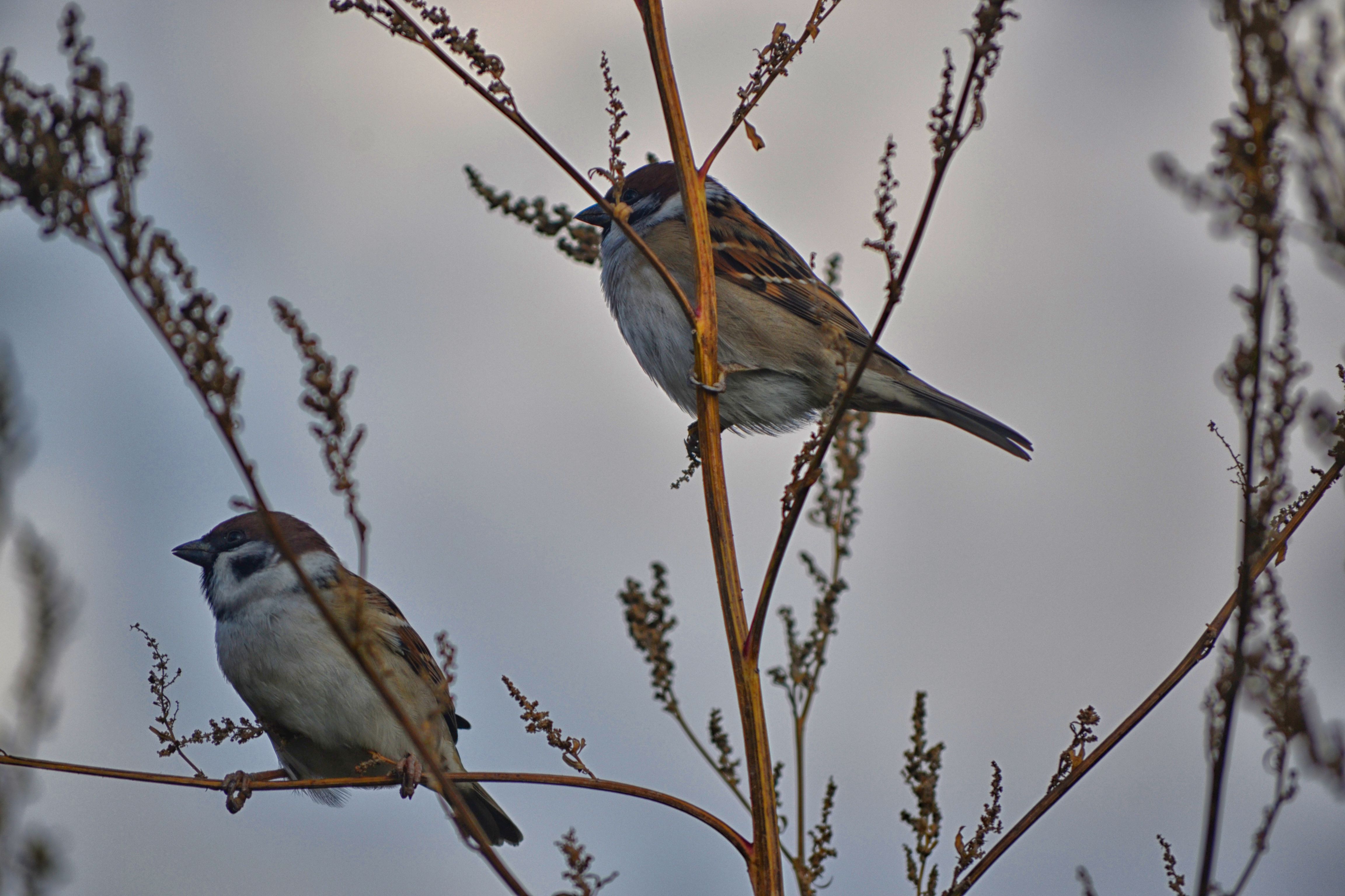 DSC_0874.JPG