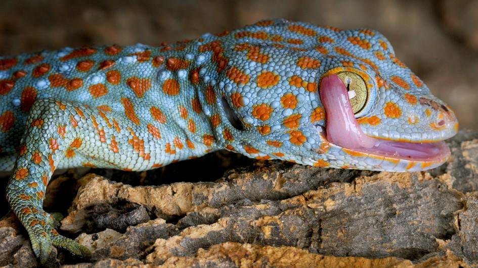 Tokay-gecko-for-sale.jpg