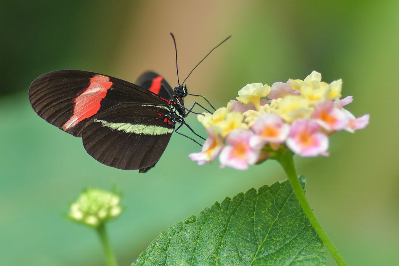 butterfly-ga6cc4aae3_1280.jpg