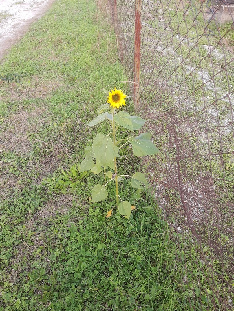 sunflower.jpg
