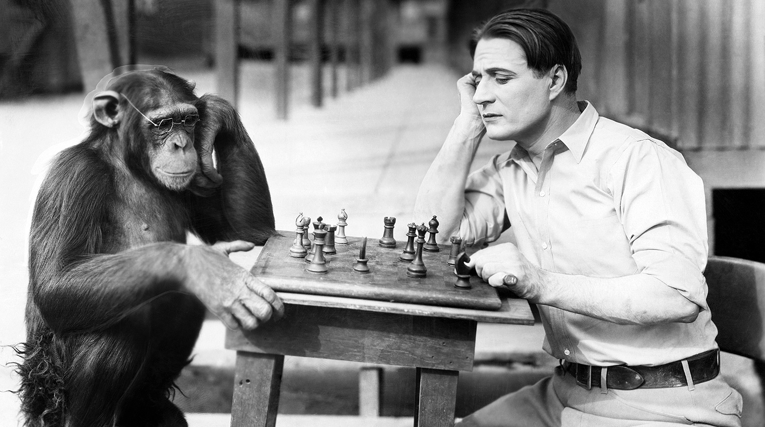 мышление животных. интеллект животных и человека. обезьяна думает. про обезьян высказывания. мысли обезьяны.