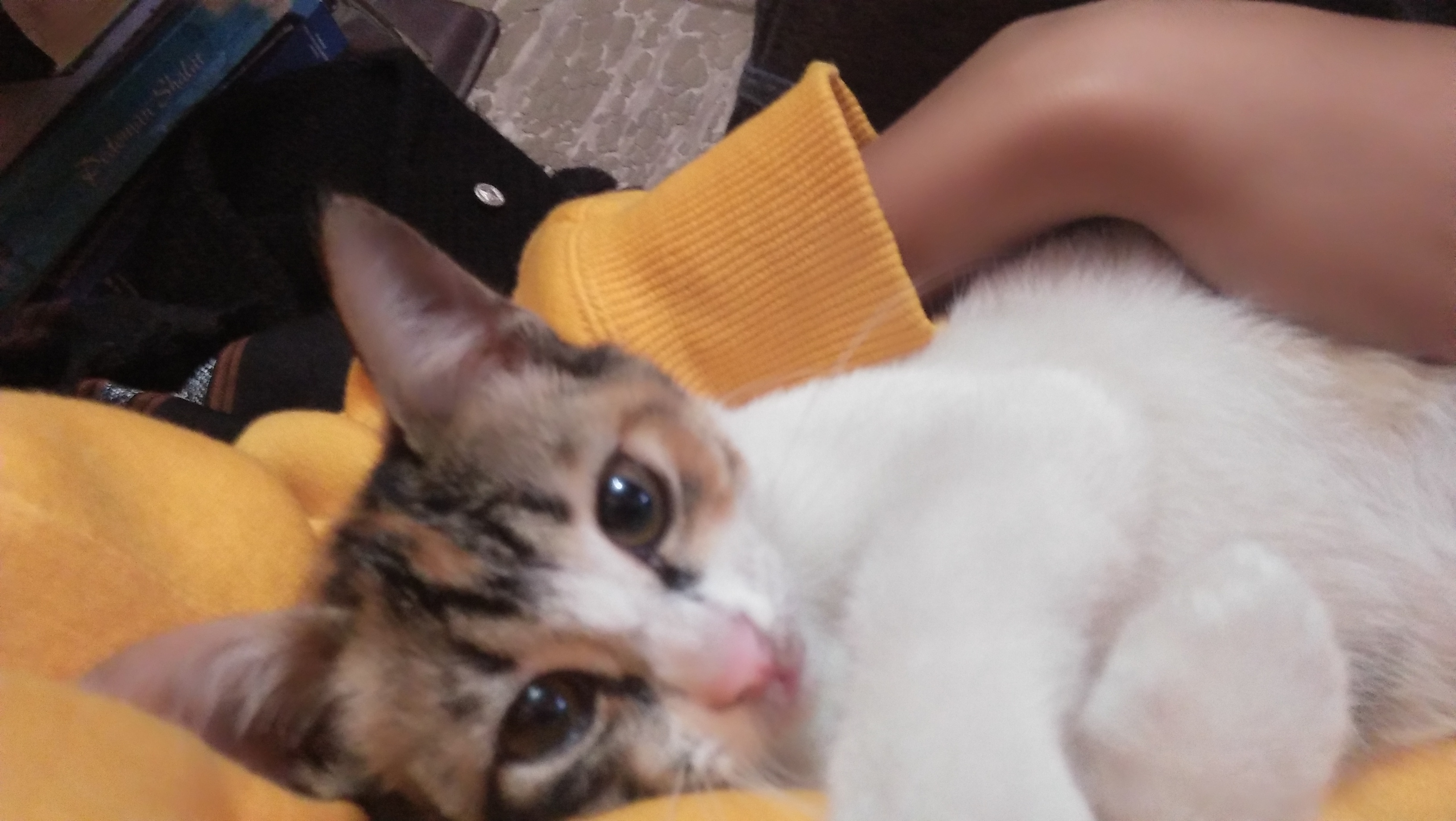 IMG20180403153723.jpg